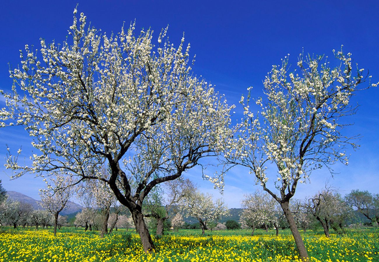 Villa in Selva - Finca Son Macia de Selva Villa in Selva - Finca Son Macia de Selva