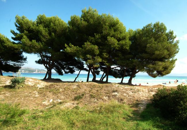 Apartment in Alcudia - Apartamento Countess Attic 2.3 (Sun of the Bay Vidalba 3) Apartment in Alcudia - Apartamento Countess Attic 2.3 (Sun of the Bay Vidalba 3)