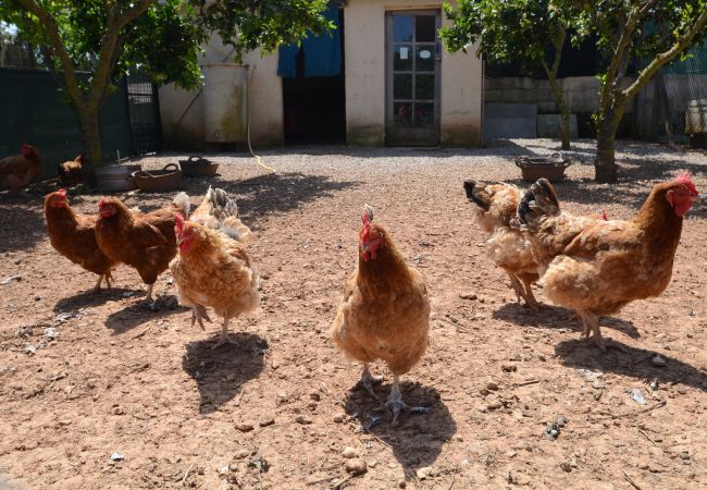 Вилла на Alcúdia - Finca Can Pau Вилла на Alcúdia - Finca Can Pau